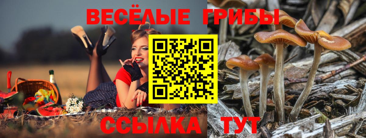 Славгород  Галлюциногенные грибы Magic Shrooms  Вход с VPN 